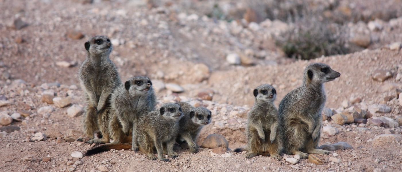 Eine Safari der etwas anderen Art: Erdmännchen beobachten