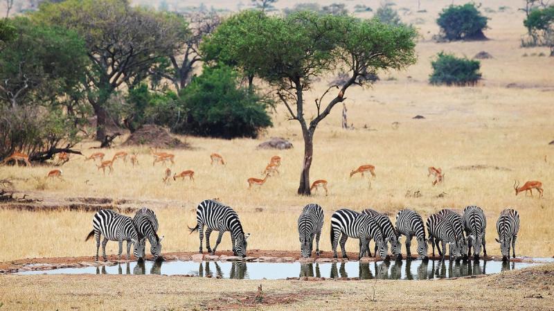 Zebras an einem Wasserloch in der Serengeti