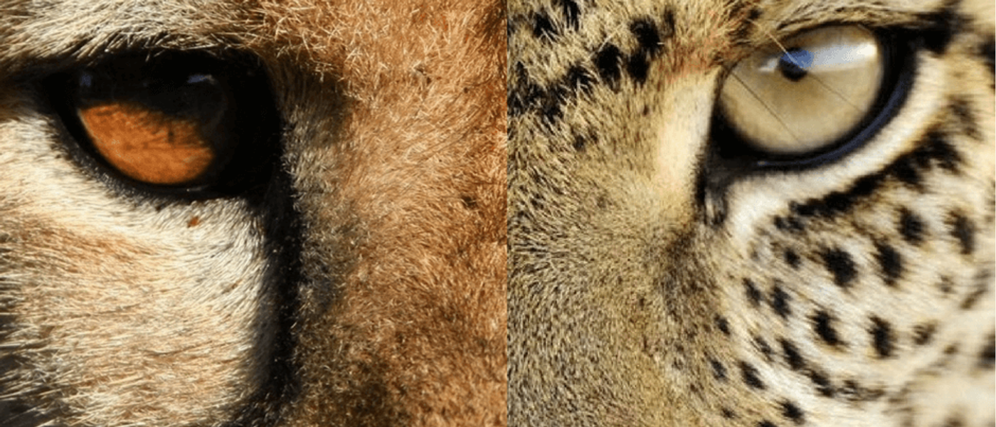 Guepardo e leopardo | Quais são as diferenças?