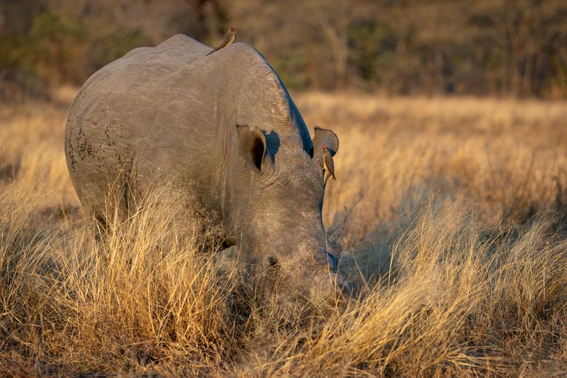 ChatGPT said:A rhinoceros grazes in tall dry grass with two red-billed oxpeckers perched on its body.
