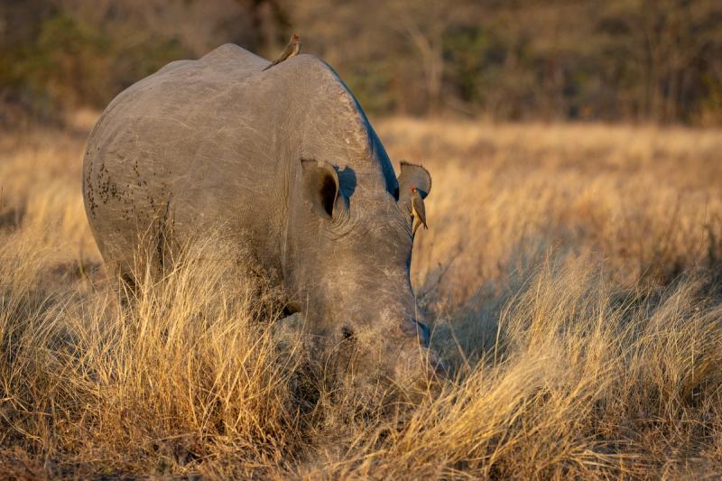 ChatGPT said:A rhinoceros grazes in tall dry grass with two red-billed oxpeckers perched on its body.
