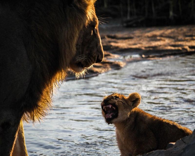 Lion-snarling-at-its-dad