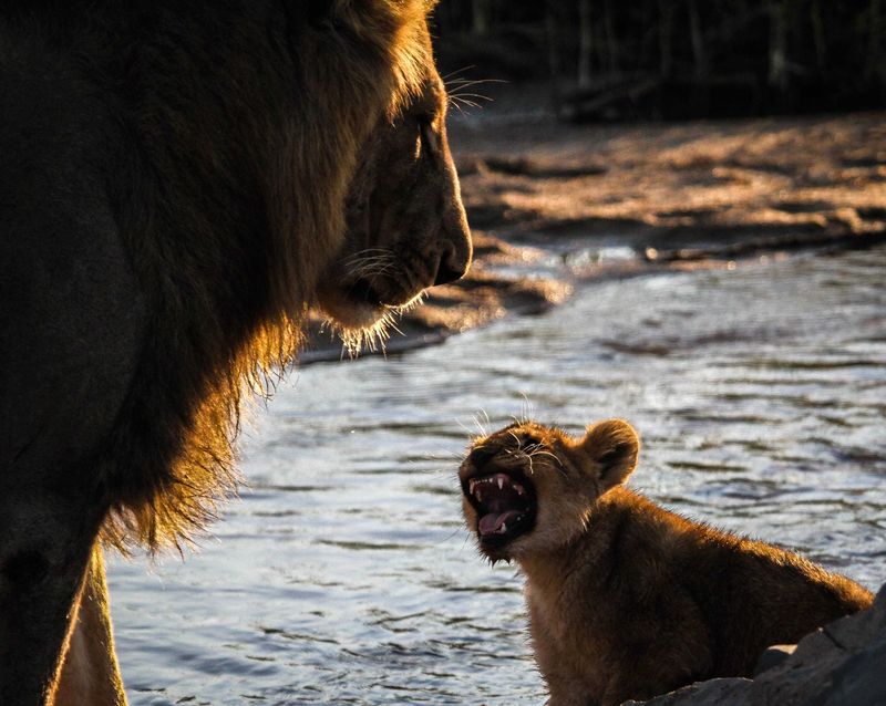 Lion-snarling-at-its-dad