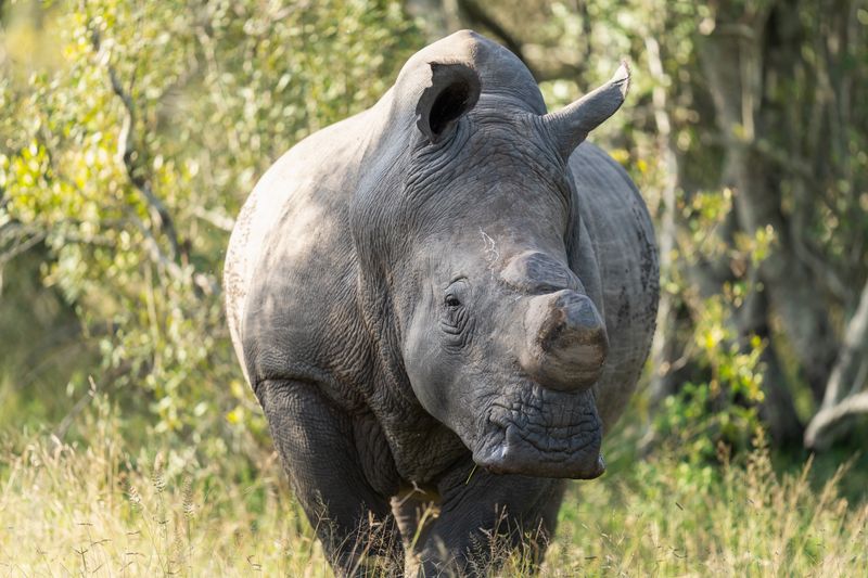White Rhino