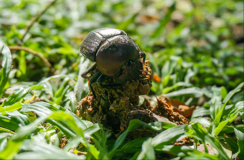 A dung beetle