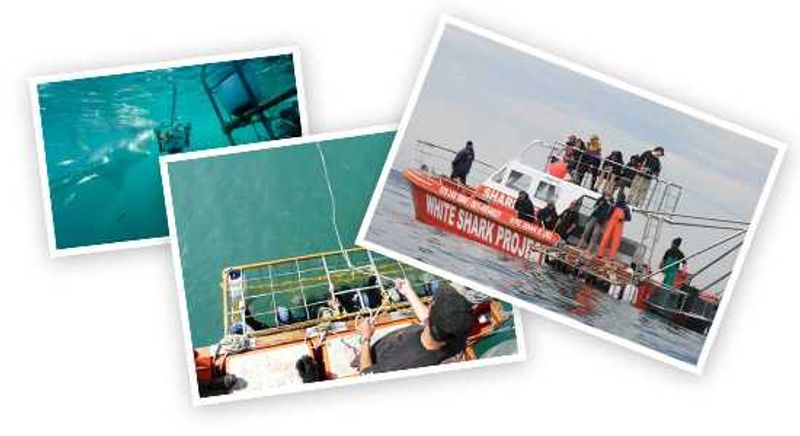 White Sharks Project - Great white sharks