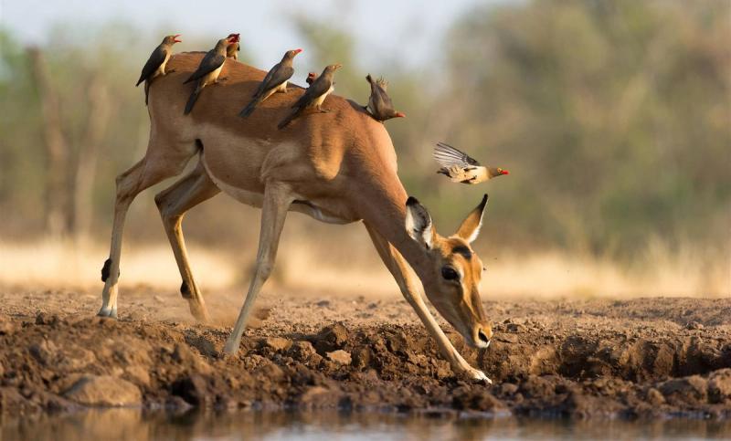 Impala at waterhole with red billed buffalo weavers