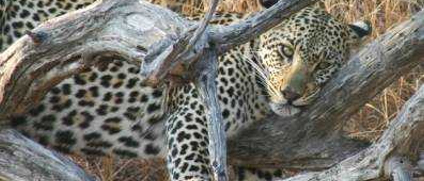 Lions & Leopards at Londolozi