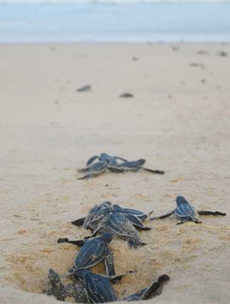 Newly hatched baby turtles