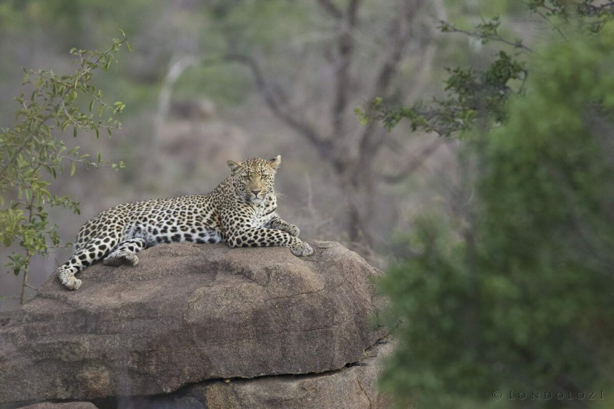 Leopard Sightings of Xindzele with Cubs: Silvan Safari Blog