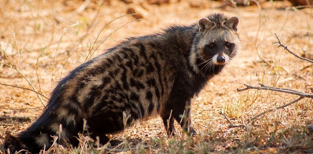 9 Animals You'll Be Lucky To See On Your Zambian Safari