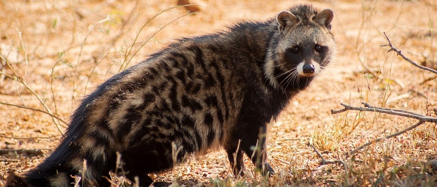 9 Animals You'll Be Lucky To See On Your Zambian Safari