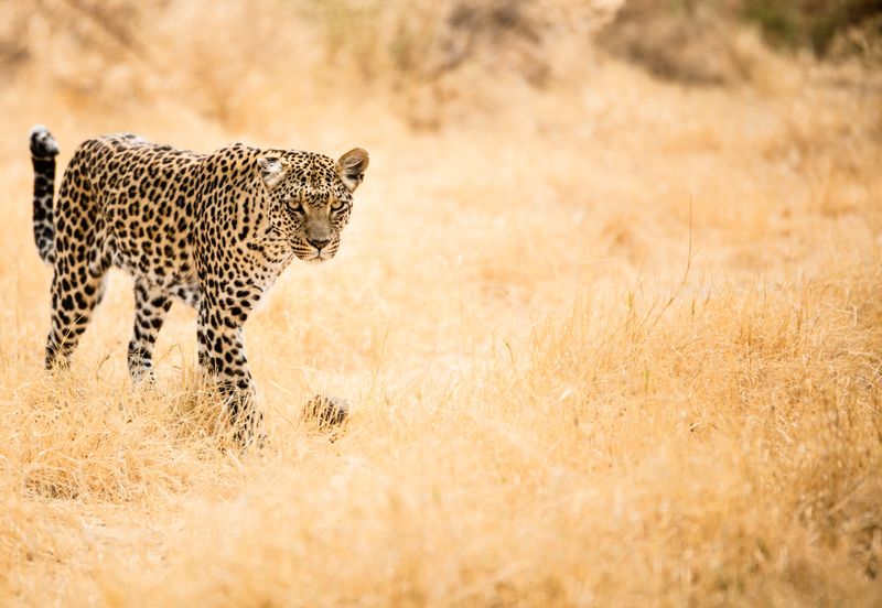 ¿Se atreve a dejarse guiar hacia encuentros cautivadores con la vida salvaje en un safari a pie?