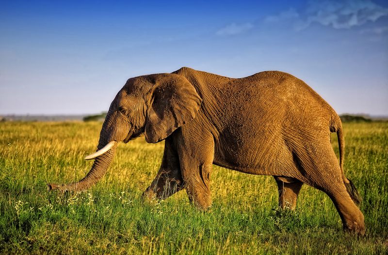 Top 10 blogs - An elephant walking