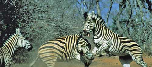 Lap of Luxury in Sabi Sabi