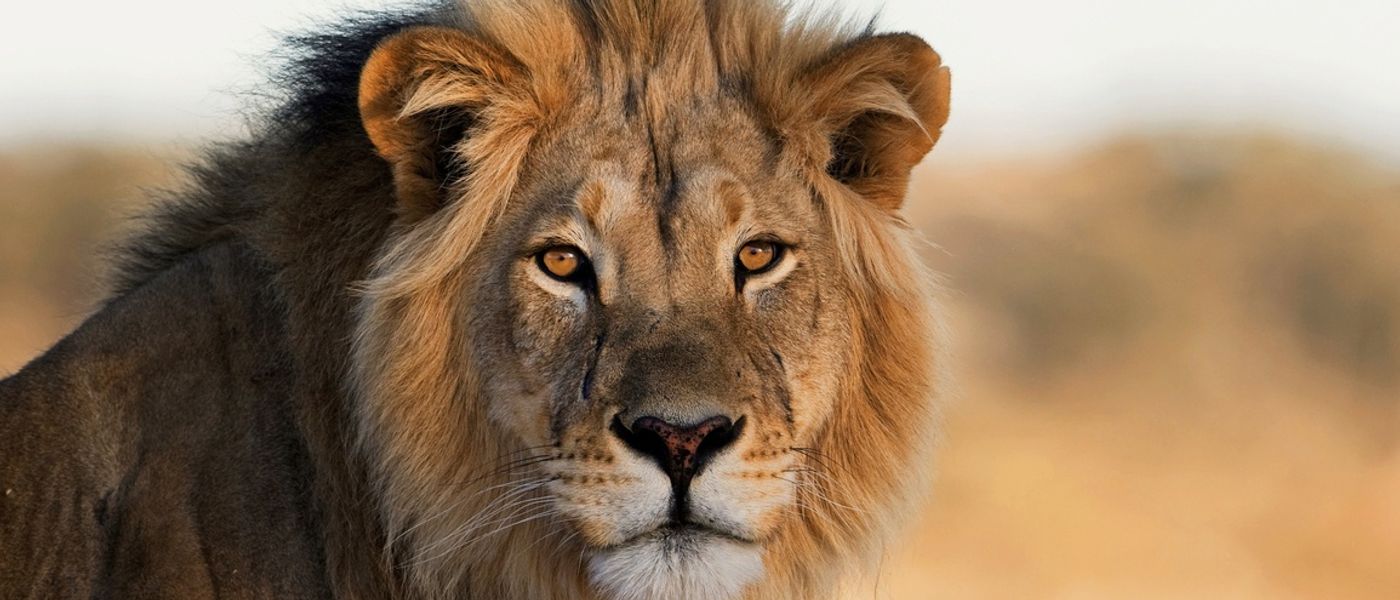 Safari sur les terres du légendaire lion Kapama