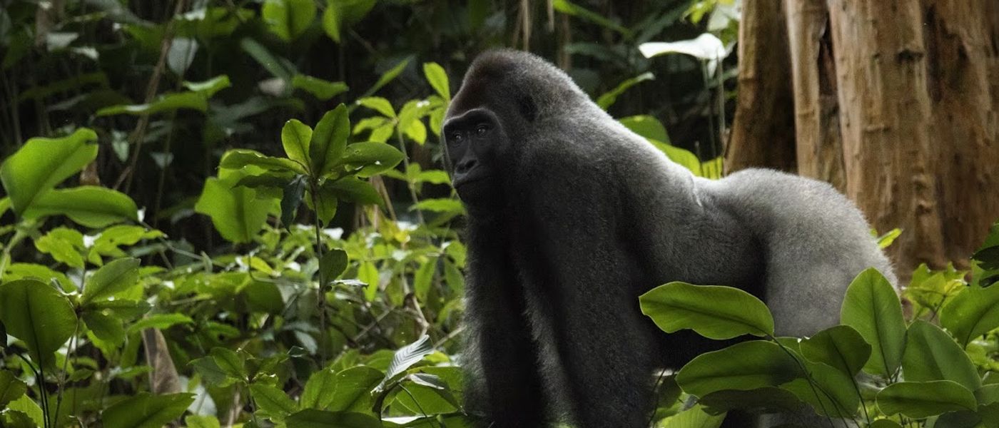 7 Gründe, warum Sie in den Kongo reisen sollten
