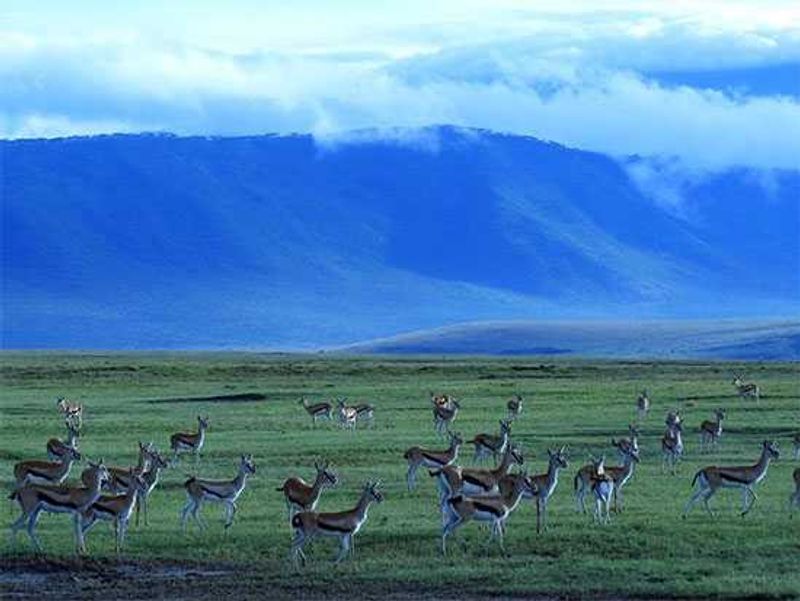 Springbok-in-the-Ngorongoro-Crater