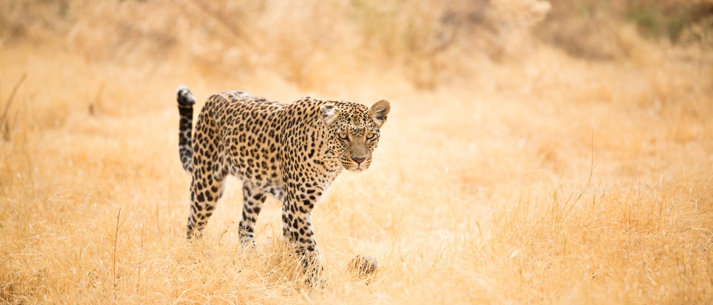 Africa's Photographer of the Year: Win A Luxury Safari For Two!