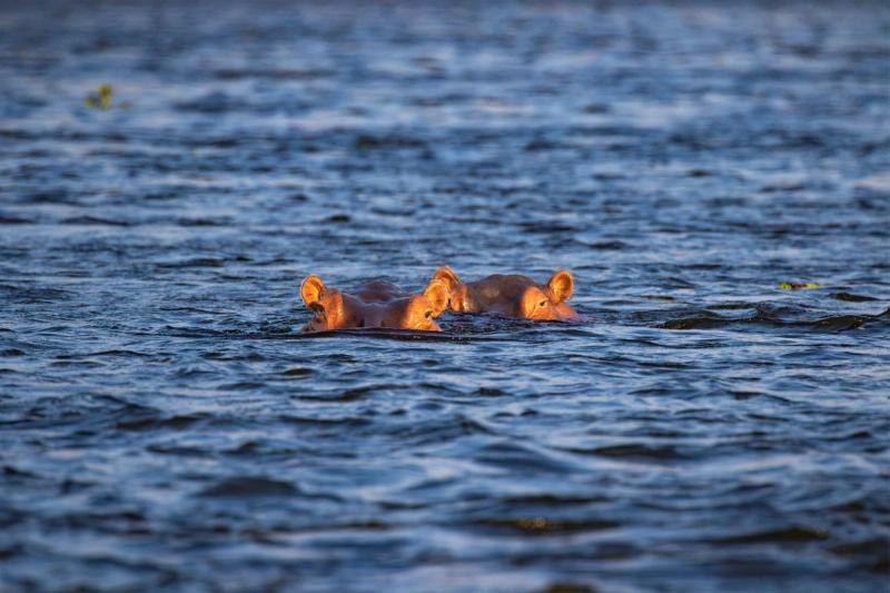 Two hippos with their heads peeking out of the water in the Zambezi