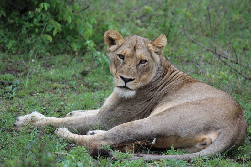 Lion on safari 