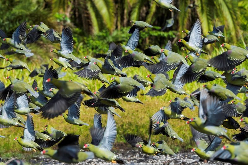 Congo birdlife