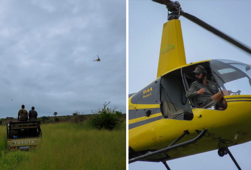 A rhino dehorning experience by helicopter
