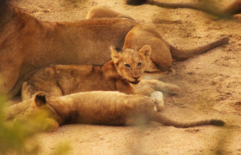Lions Cubs