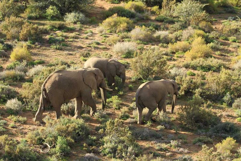 We tracked this herd of elephant on foot
