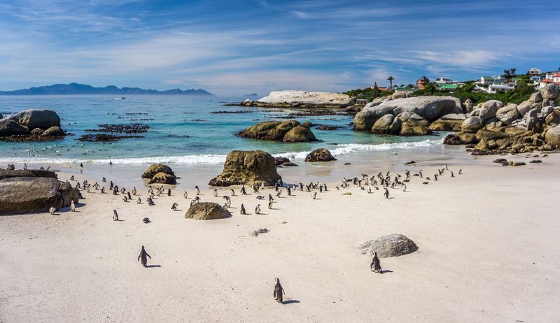 Urlaub in Kapstadt: Pinguine am Strand Boulders Beach bei Simons Town