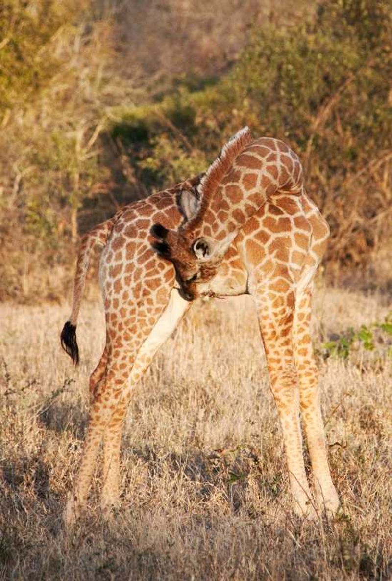 Baby Giraffe