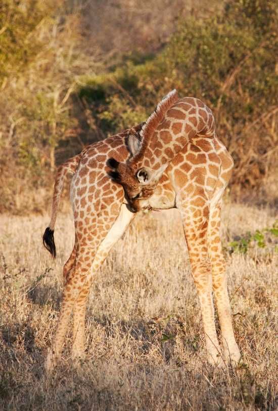 Baby Giraffe