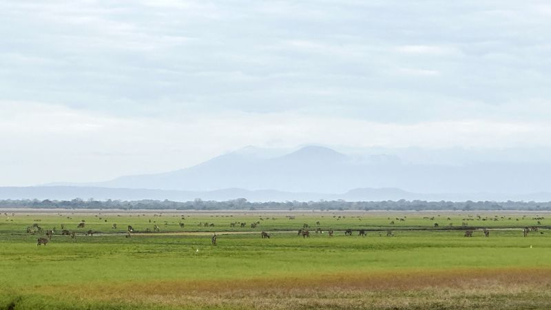 A wide view of the floodplains on a Gorongosa safari, dotted with hundreds of waterbuck beneath the hazy outline of Mount Gorongosa.