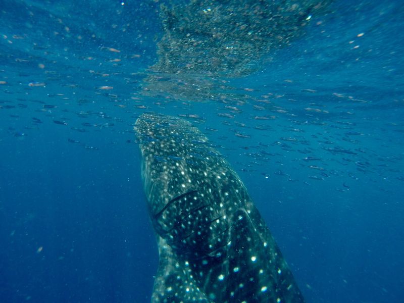 Dive with whale sharks in Madagascar