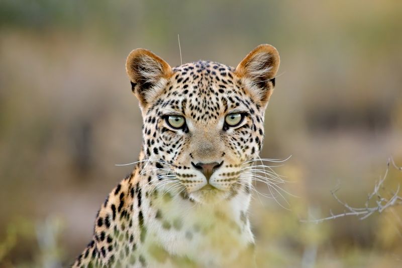 A close-up of a leopard staring directly at the camera, perfectly illustrating the thrill behind the frequently asked questions about safaris.