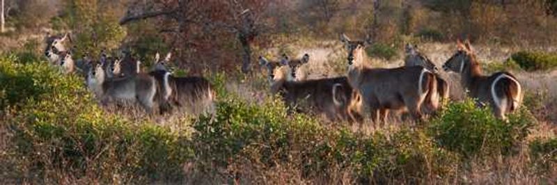 Waterbuck