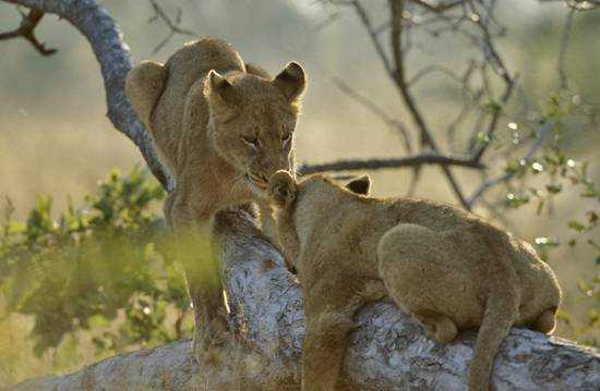Sabi Sand Lodge Update