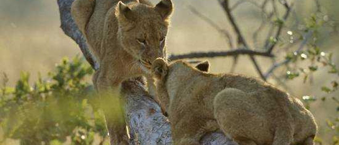 Sabi Sand Lodge Update