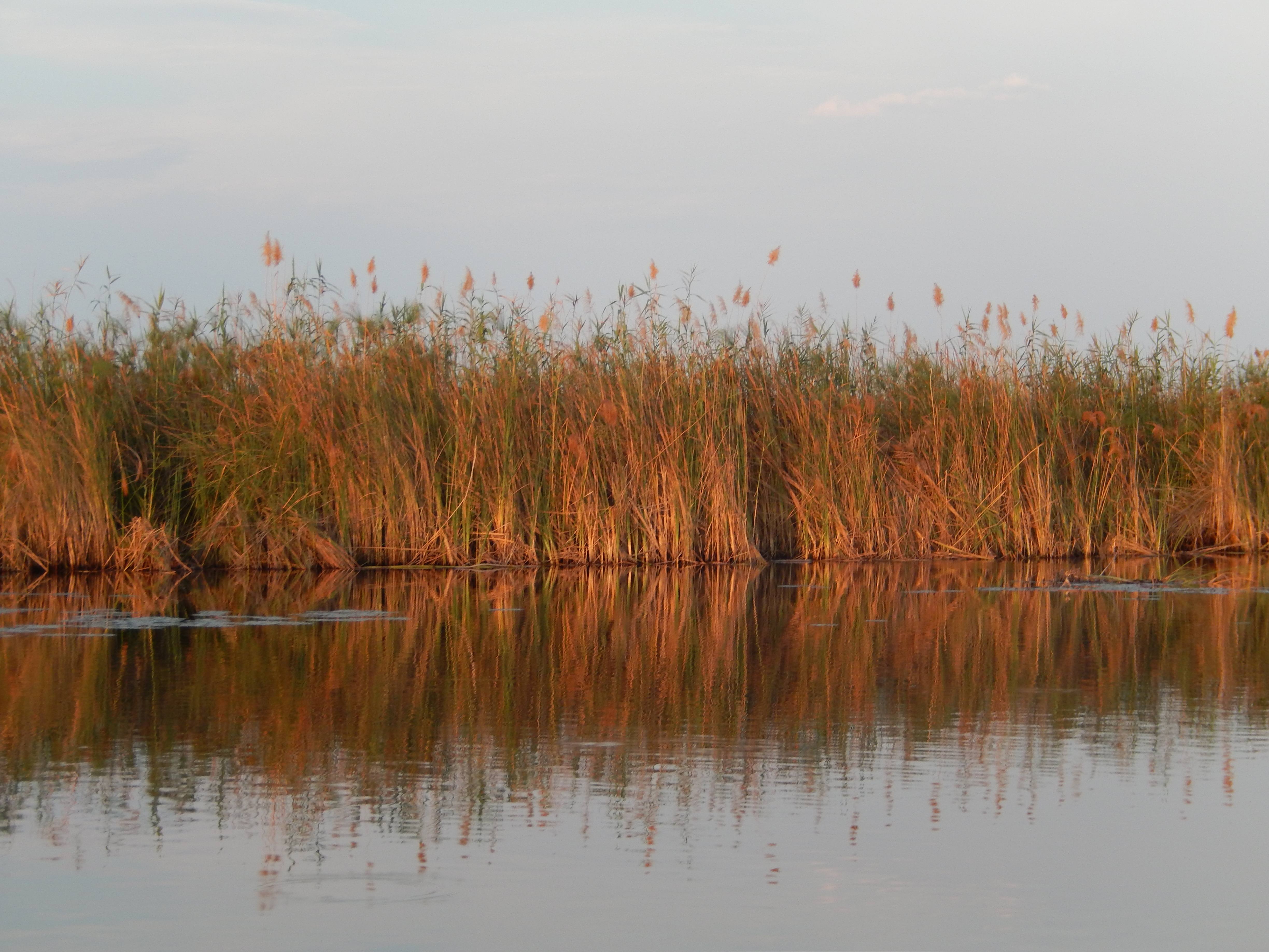 My Trip | Micah's Adventure Through the Okavango Delta in Search of Africa's Big Cats