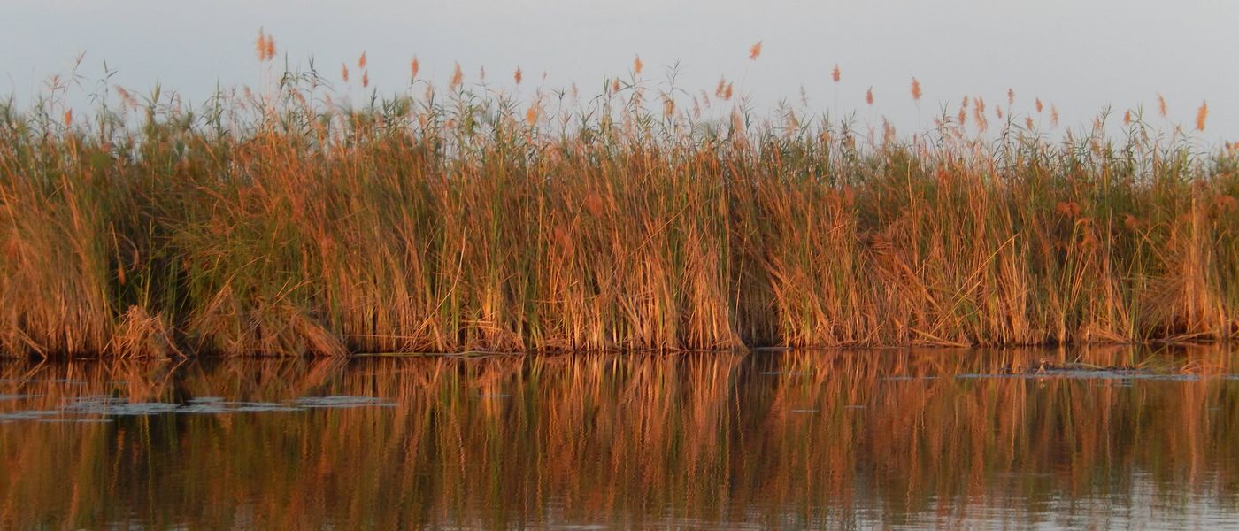 My Trip | Micah's Adventure Through the Okavango Delta in Search of Africa's Big Cats