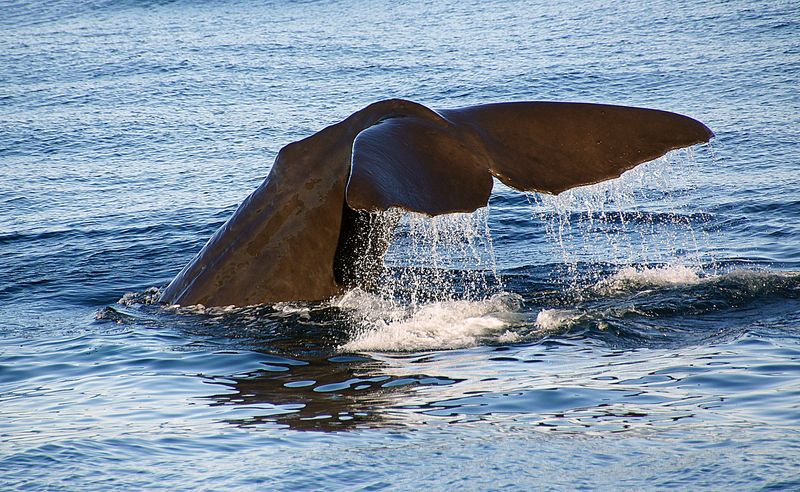 Spotting whales