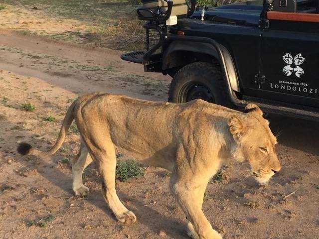 A lioness passes by very close to a Londolozi vehicle