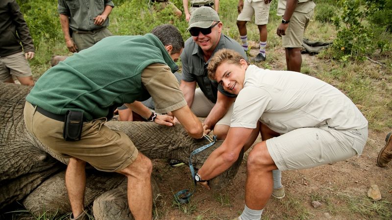 Elephant collaring