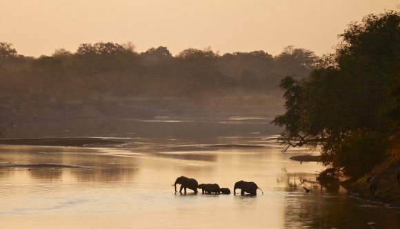 Zambia Safari: Where The Wild Feels Closer