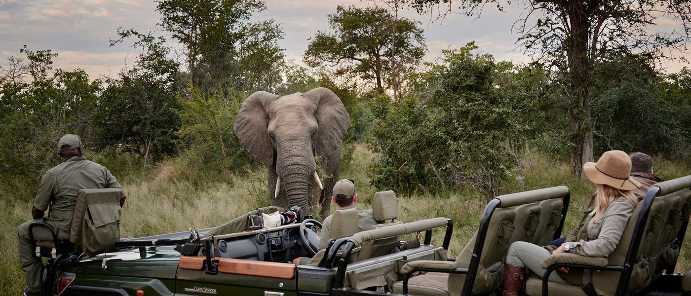 Les 15 meilleurs safaris en Afrique du Sud