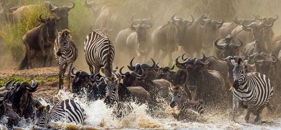 Die Große Gnuwanderung in Kenia