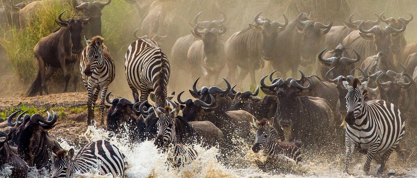 Die Große Gnuwanderung in Kenia