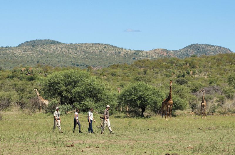 Safari-goers on a bush walk in Madikwe