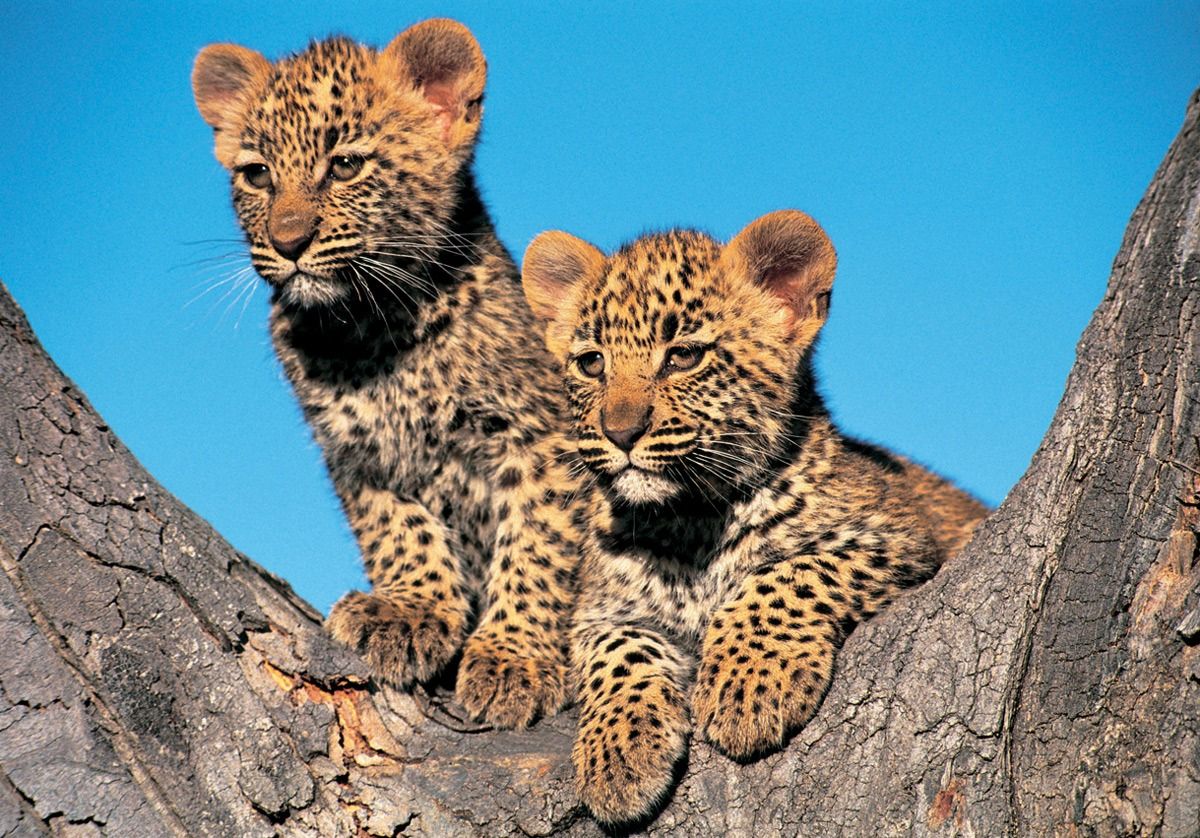 "Baby 5" | Curiosidades sobre os filhotes dos Big 5