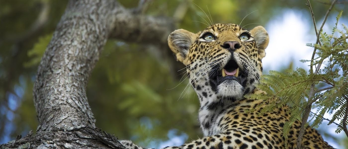 Eine faszinierende Geschichte: Londolozi und seine Leoparden